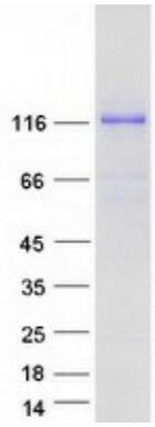 Coomassie blue staining of purified MAML1 protein.